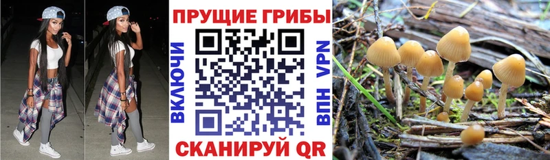 купить сайты мега ссылки Галлюциногенные грибы прущие грибы Чадан